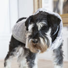 Outech Fleece Sudadera Gris con Estampado de Estrellas para perros, , large image number null
